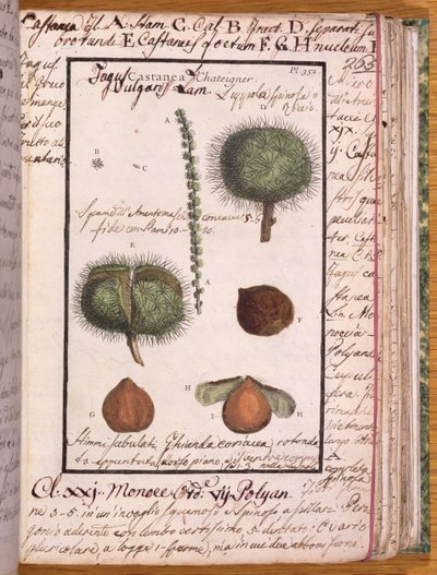 Ms 115 Châtaignier, de Dizionario di Botanica - Italian School
