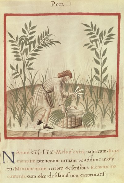 Ms 3054 f.22 Récolte de poireaux, de 