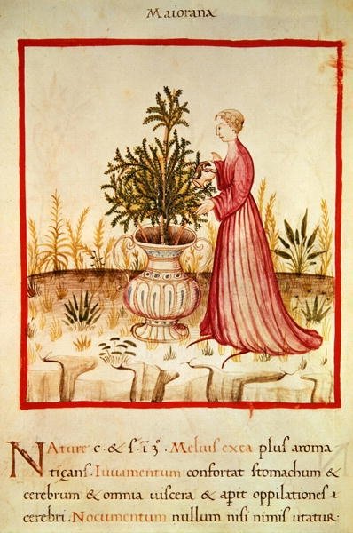 Ms 3054 fol.14v Arrosage de marjolaine, de 