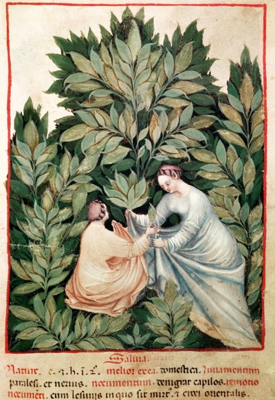 Nouv Acq Lat 1673 fol.34 Deux femmes cueillant de la sauge, du Tacuinum Sanitatis, vers 1390-1400 - Italian School