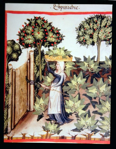 Récolte des épinards, de Tacuinum Sanitatis Codex Vindobonensis - Italian School