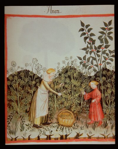 Nova 2644 f.32r Récolte de l