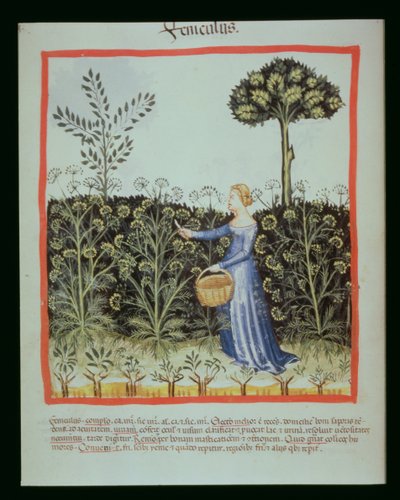 Nova 2644 f.41v Récolte du fenouil, Tacuinum Sanitatis Codex Vindobonensis - Italian School