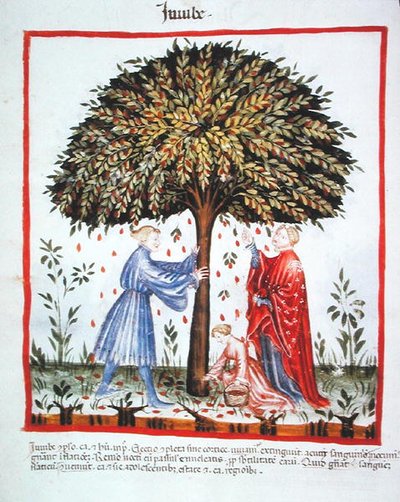 Récolte de jujubes, de Tacuinum Sanitatis Codex Vindobonensis - Italian School