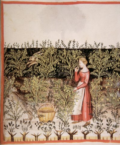 Nova 2644 fol.49 r Récolte de Pois Chiches, Tacuinum Sanitatis Codex Vindobonensis - Italian School