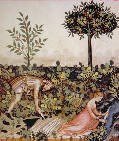 Nova 2644 fol.52r Récolte de raifort, du Tacuinum Sanitatis Codex Vindobonensis - Italian School