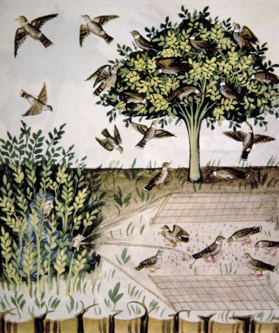 Tourterelles, illustration du Tacuinum Sanitatis Codex Vindobonensis - Italian School