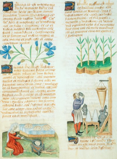 Page du Tractatus de Herbis par Dioscorides Pedanius - Italian School