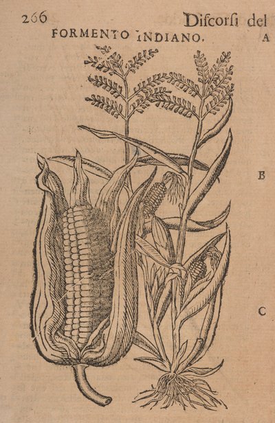 Discours de M. P. A. Matthioli, corrigés et augmentés. Avec des figures dessinées à partir de plantes et d