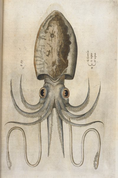 Calmar, illustration de 