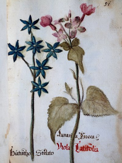 Jacinthe étoilée et Viola rubella var latifolia de Delineation of Flowers of Villa Vendramin - Italian School