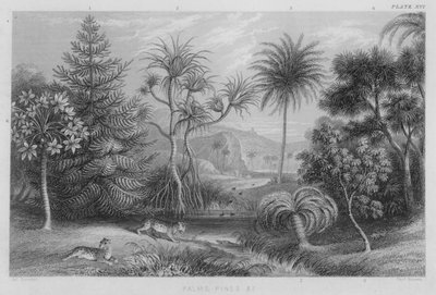 Palmiers, pins etc. (gravure en couleur) - J. (after) Stewart