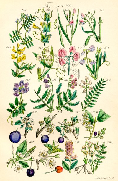 Page d