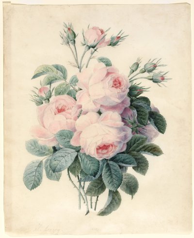 Branche de roses centifolia - J. Herzog