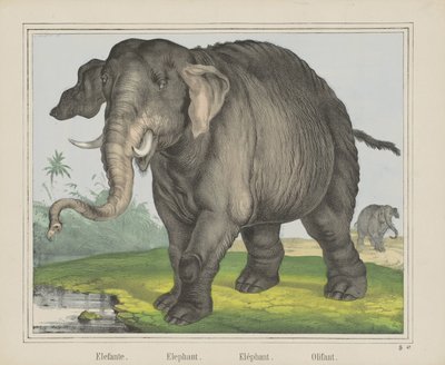 Éléphant - J. Scotti
