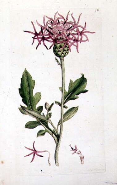 Grande Centaurée, d