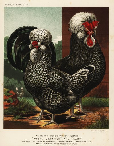Coq et poule Houdan ou Poule de Houdan - J. W. (after) Ludlow