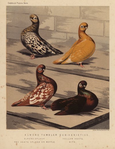 Pigeons : Sous-variétés de Tumbler d