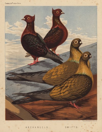 Pigeons: Archanges; Rapides - J. W. (after) Ludlow
