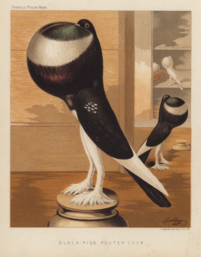 Pigeons : Coq Pouter noir-pied - J. W. (after) Ludlow