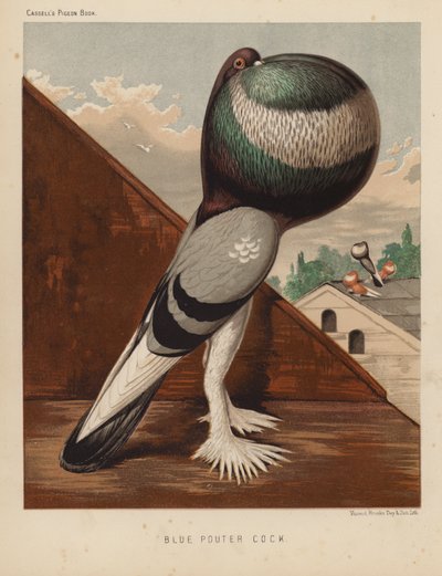 Pigeons: Coq pouter bleu - J. W. (after) Ludlow