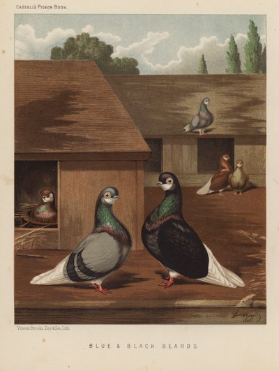 Pigeons: Barbes bleues et noires - J. W. (after) Ludlow