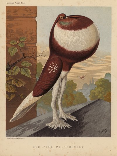 Pigeons : Coq Pouter rouge-pied - J. W. (after) Ludlow