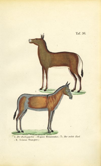 Chevaux sauvages d