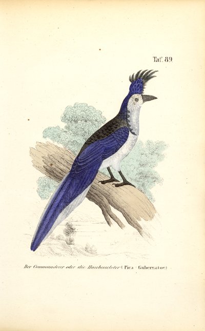 Geai à huppe bleue - J. W. Tenhaeff
