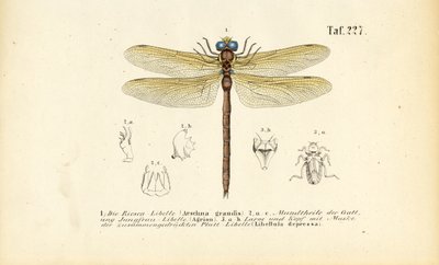 Libellules avec leurs pièces buccales et leurs larves - J. W. Tenhaeff