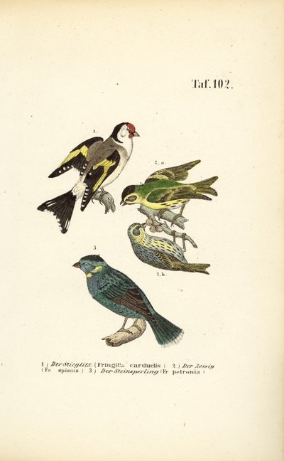 Chardonneret élégant, Siskin d