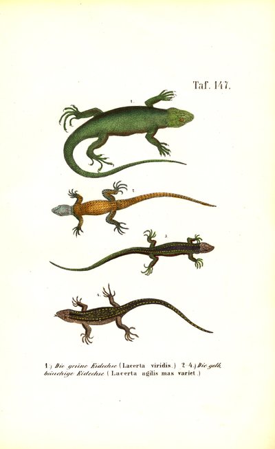 Espèces de lézards européens - J. W. Tenhaeff