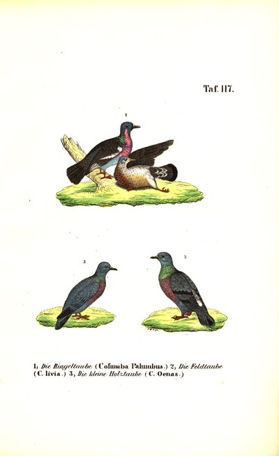 Pigeons sauvages d