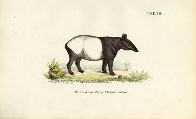 Tapir malais - J. W. Tenhaeff