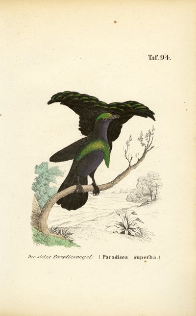 Le superbe oiseau de paradis - J. W. Tenhaeff