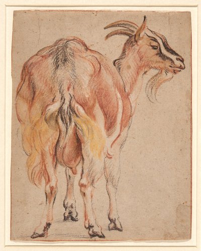 Chèvre, vers 1657 - Jacob Jordaens