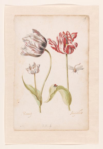 Deux tulipes avec insectes - Jacob Marrel