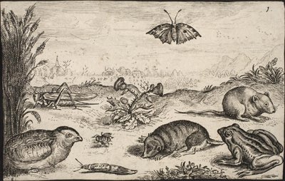 Petits animaux et insectes : sauterelle, papillon, campagnol, perdrix, abeille, escargot, taupe et grenouille - Jacob Matham