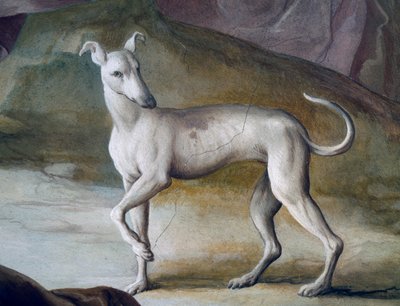 Chien (détail) - Jacopo Guarana