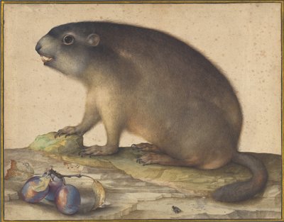 Une marmotte avec une branche de prunes - Jacopo Ligozzi