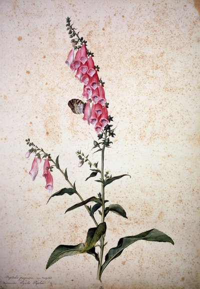 Herbier : Digitalis purpurea avec Papilio paphia - Jacopo Ligozzi