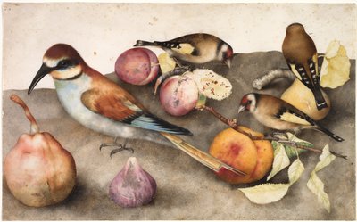 Nature morte avec oiseaux et fruits - Jacopo Ligozzi