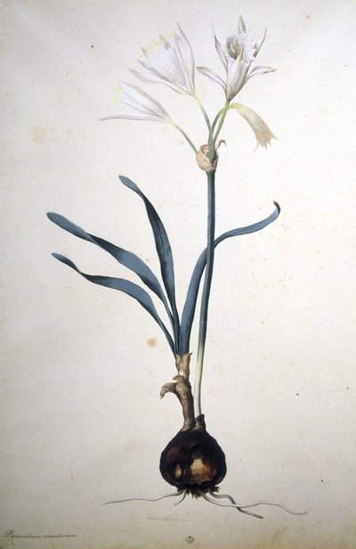 Image inconnue - Jacopo Ligozzi