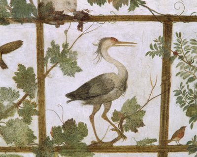 Ibis, d