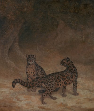 Léopards nébuleux - Jacques-Laurent Agasse