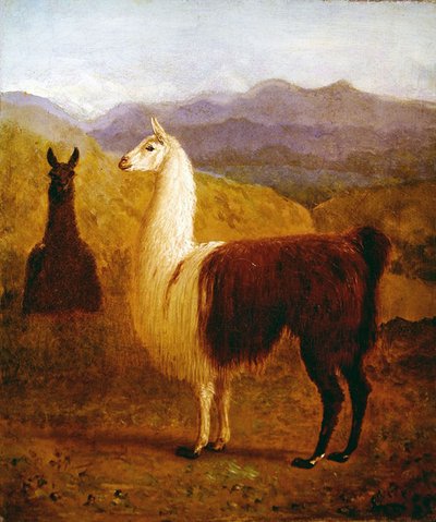 Deux lamas - Jacques Laurent Agasse