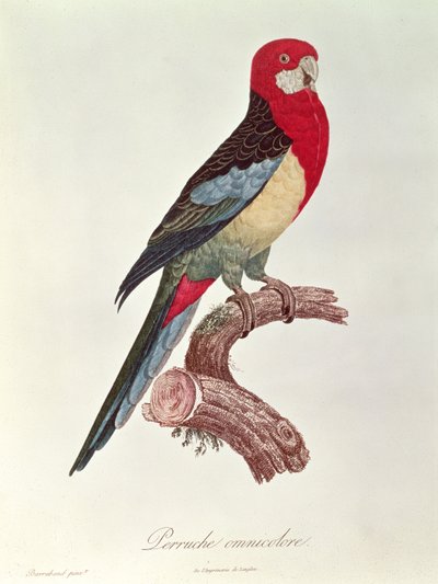 Perruche omnicolore - Jacques Barraband