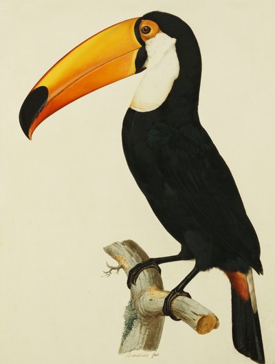Le Toucan Toco Toco - Jacques Barraband