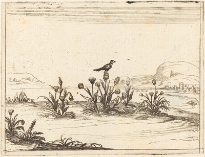 Oiseau Perché sur un Chardon - Jacques Callot