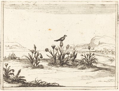 Oiseau perché sur un chardon - Jacques Callot